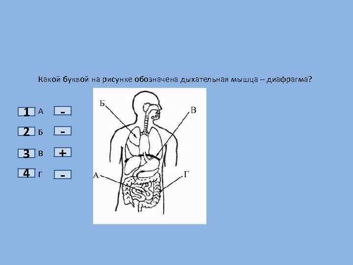 Определи какой цифрой на рисунке обозначены