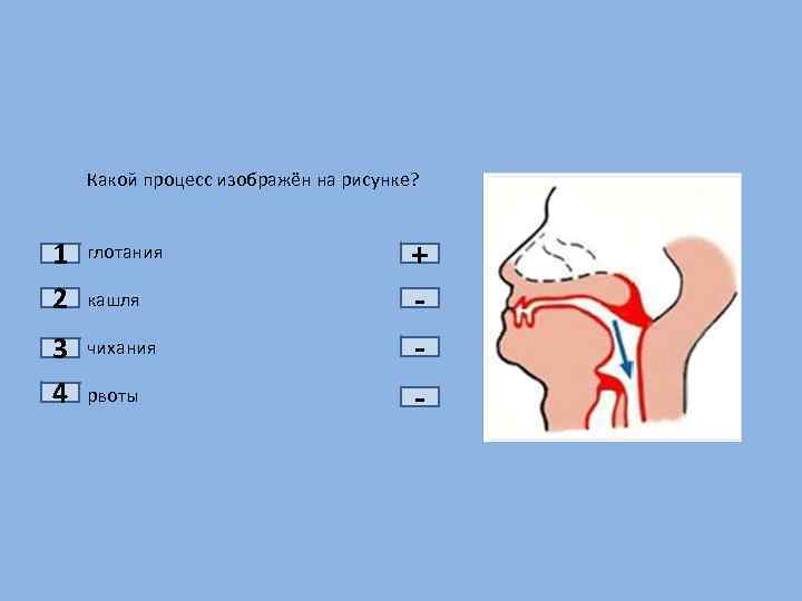 Какой процесс изображён на рисунке? 1 2 3 4 глотания кашля чихания рвоты +