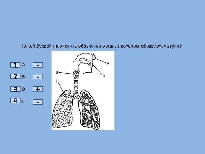 На каждом рисунке обозначены. Орган в котором образуются звуки. Какой буквой на рисунке обозначен орган в котором образуются звуки. Какой орган на рисунке обозначен. Какой цифрой на рисунке обозначен орган, в котором образуются звуки?.