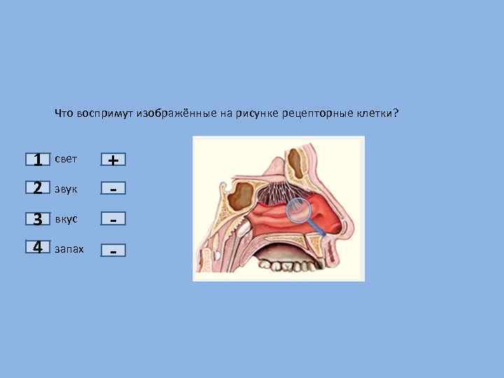 Что воспримут изображенные на рисунке рецепторные клетки вкус запах звук свет