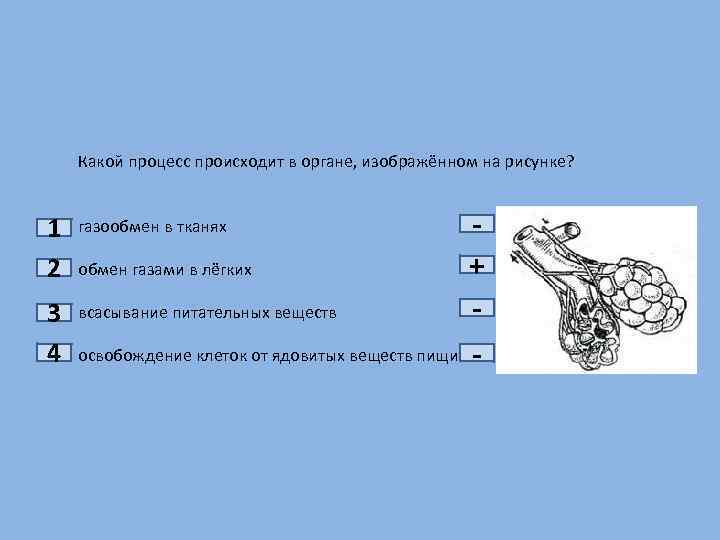 2 какой процесс изображен на рисунке. Какой процесс происходит в органе изображенном на рисунке. Освобождение клеток от ядовитых веществ. Процесс изображённый на рисунке газообмена в легких.