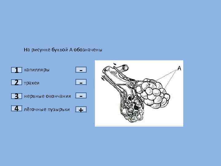 Какой цифрой на рисунке обозначены нервные окончания