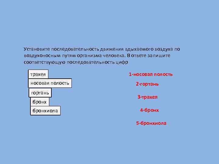 Запишите соответствующую последовательность цифр. Последовательность движения воздуха. Правильный порядок движения воздуха в организме человека. Последовательность движения вдыхаемого воздуха. Последовательность прохождения воздуха по воздухоносным путям.