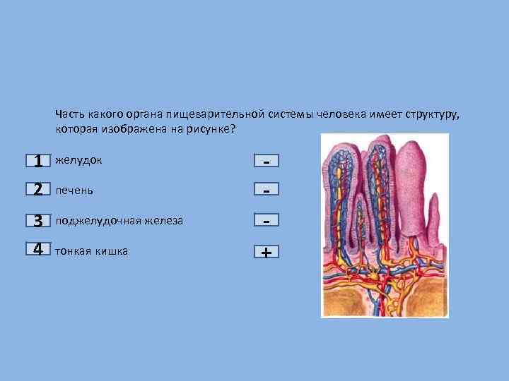 Функциональная единица часть какого органа изображена на рисунке