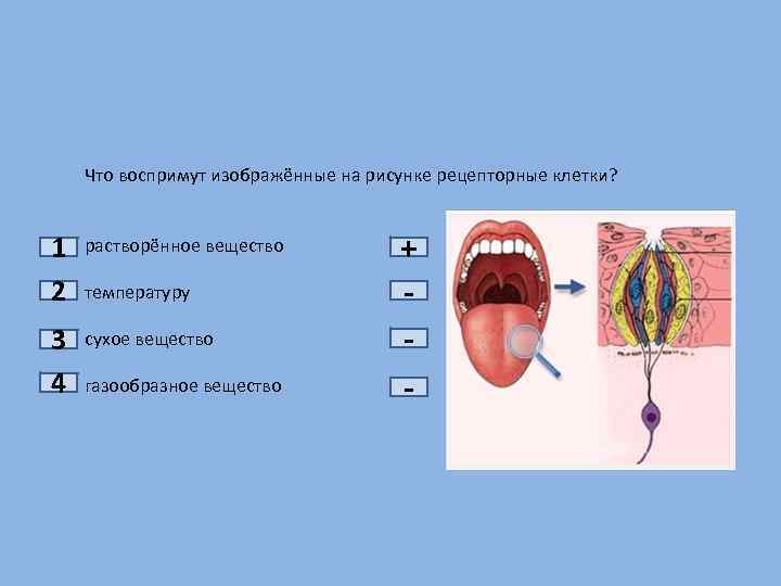 Что воспримут изображенные на рисунке рецепторные клетки растворенное вещество