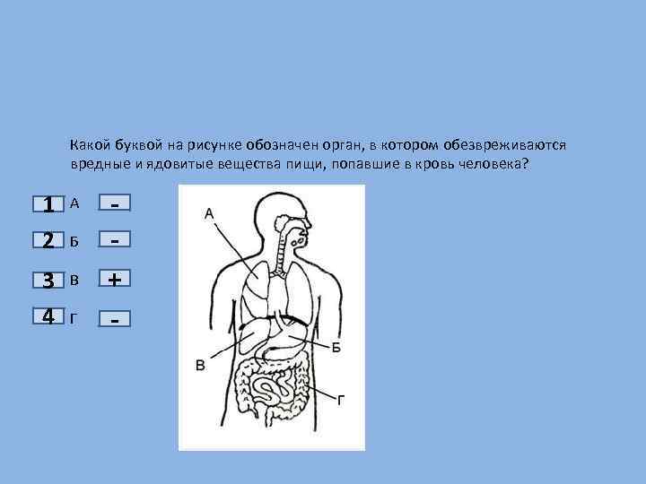 Какой буквой на рисунке обозначен орган