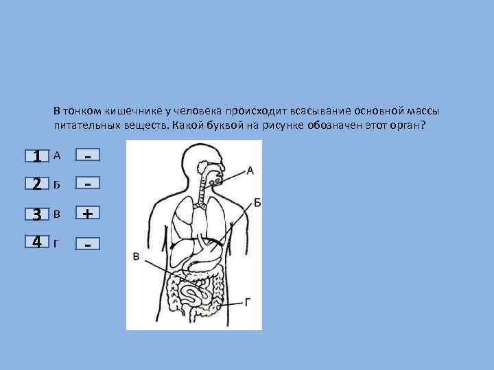 Какой орган пищеварения на рисунке обозначен буквой а пищевод желудок тонкая кишка толстая кишка