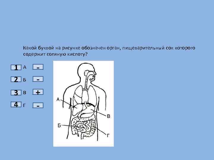 Какой буквой на рисунке. Какой орган пищеварения на рисунке обозначен буквой а. Активное всасывание основной массы питательных веществ происходит в. Орган в котором происходит всасывание питательных веществ. Какой орган пищеварительный сок которого содержит соляную кислоту.