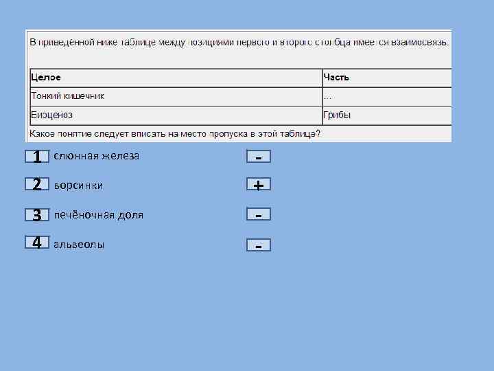 1 2 3 4 слюнная железа ворсинки печёночная доля альвеолы + - 