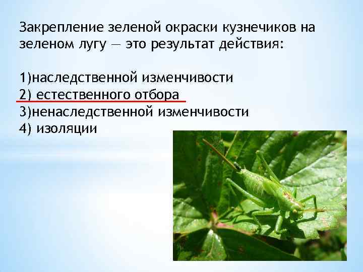 Закрепление зеленой окраски кузнечиков на зеленом лугу — это результат действия: 1)наследственной изменчивости 2)