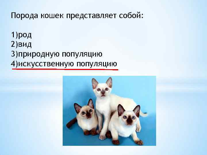 Порода кошек представляет собой: 1)род 2)вид 3)природную популяцию 4)искусственную популяцию 