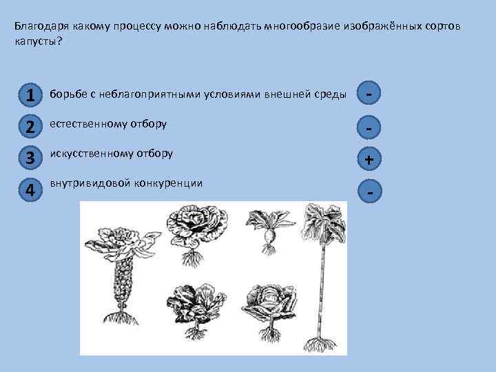 Благодаря какому процессу можно наблюдать многообразие изображённых сортов капусты? 1 борьбе с неблагоприятными условиями