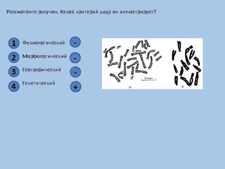 Рассмотри рисунок иллюстрирующий. . Какой критерий вида он иллюстрирует?. Генетический критерий вида рисунок какой. Рассмотрите рисунок. Какой критерий вида он иллюстрирует?. Критерии вида рисунок.