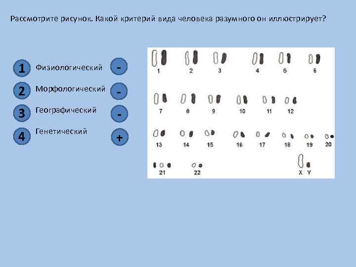 Рассмотрите рисунок. Какой критерий вида человека разумного он иллюстрирует? 1 Физиологический - 2 Морфологический