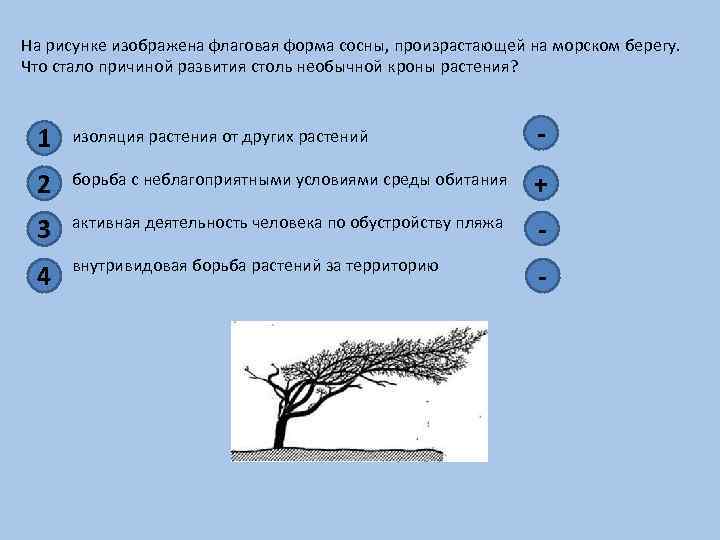 На рисунке изображена флаговая форма сосны произрастающей на морском берегу что стало причиной