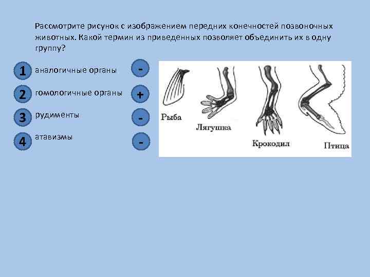 Установите соответствие между аналогичными и гомологичными органами. Конечности позвоночных животных. Передние конечности позвоночных животных. Гомологичные кости в конечностях позвоночных животных. Передние конечности рыб.