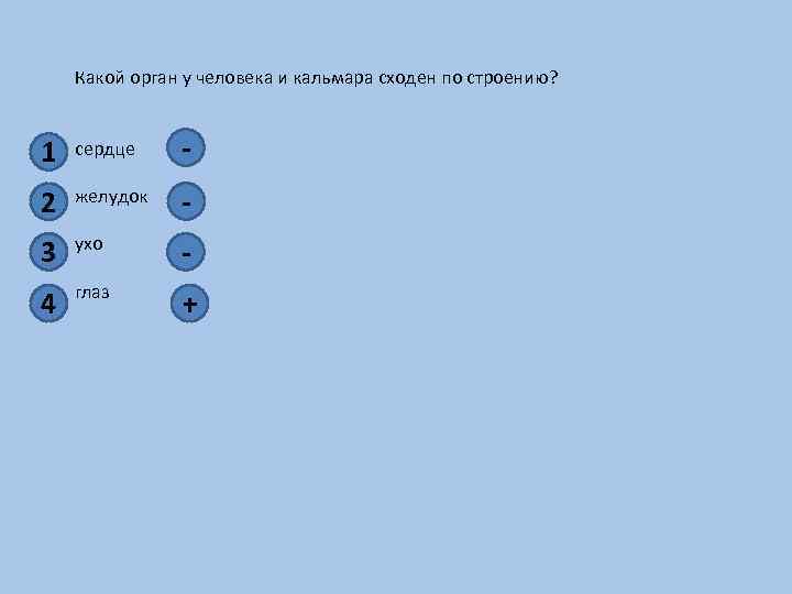 Какой орган у человека и кальмара сходен по строению? 1 2 3 4 сердце