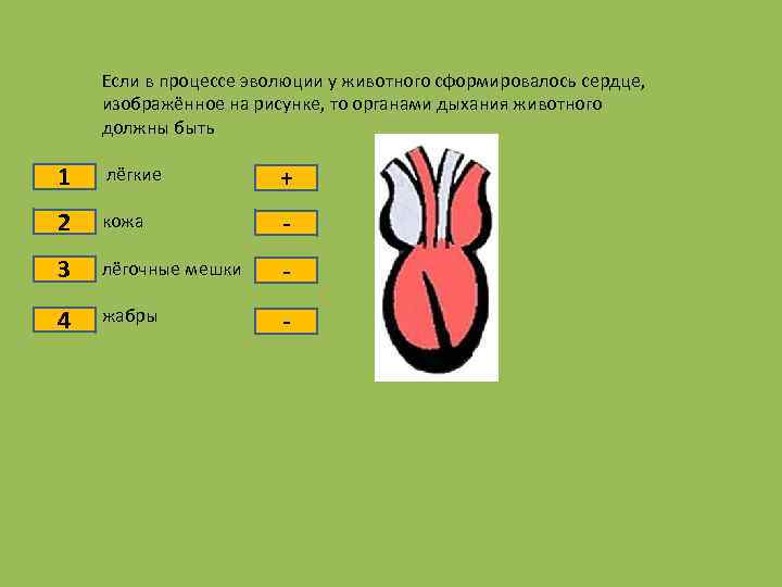 1 2 3 4 Если в процессе эволюции у животного сформировалось сердце, изображённое на
