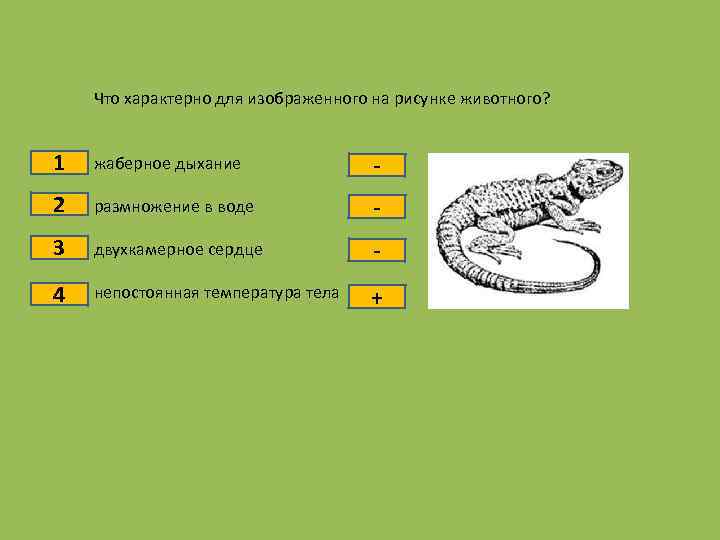 Что характерно для изображенного организма. Что характерно для изображенного на рисунке животного?. Форма размножения ящериц. Размножение ящериц картинки. Что характерно для ящерицы.