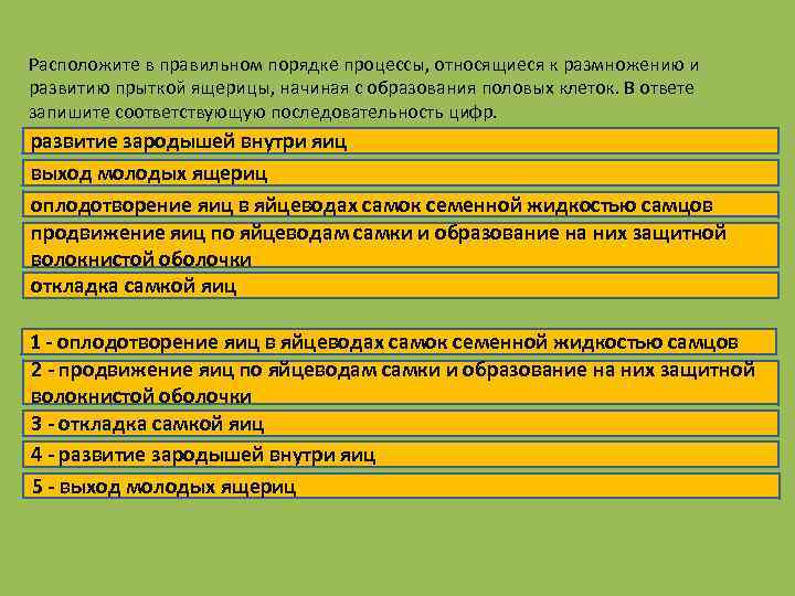 Расположите в правильном порядке процессы, относящиеся к размножению и развитию прыткой ящерицы, начиная с