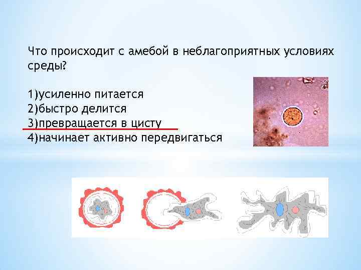 Количество простейших. Что происходит с амебой в неблагоприятных условиях среды. Амеба в неблагоприятных. Амеба в неблагоприятных условиях. Перенесение неблагоприятных условий амебы.