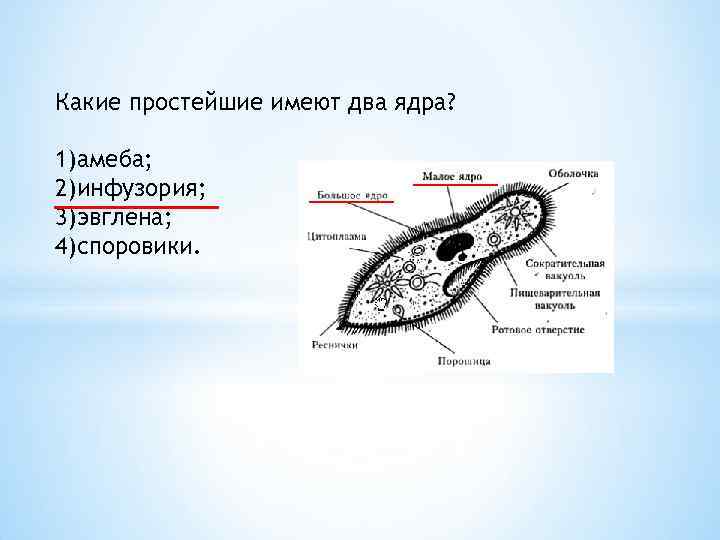 Какое простейшее имеет. Простейшие имеют ядро. Клетки простейших имеют ядро. Простейшие имеют:. Какие простейшие имеют два ядра.