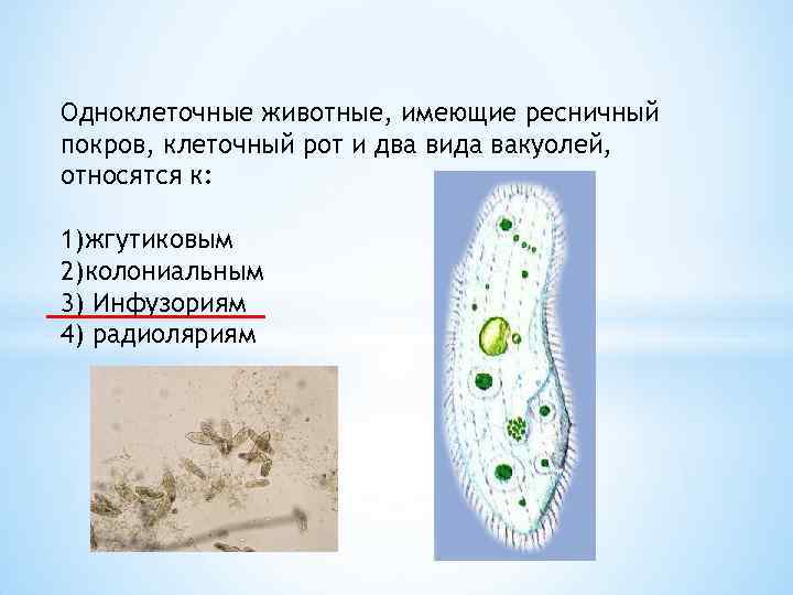 Роль одноклеточных. Клетки одноклеточных животных. Одноклеточные животные строение. Строение одноклеточных организмов. Клетка простейших.