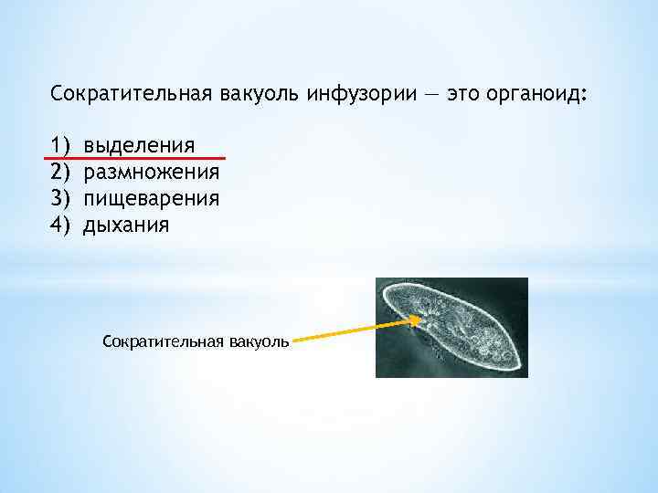 Сократительная вакуоль. Функции органоида сократительная вакуоль. .Сократительная вакуоль – органоид выделения простейших. Функция сократительной вакуоли у инфузории. Инфузория туфелька сократительная вакуоль.