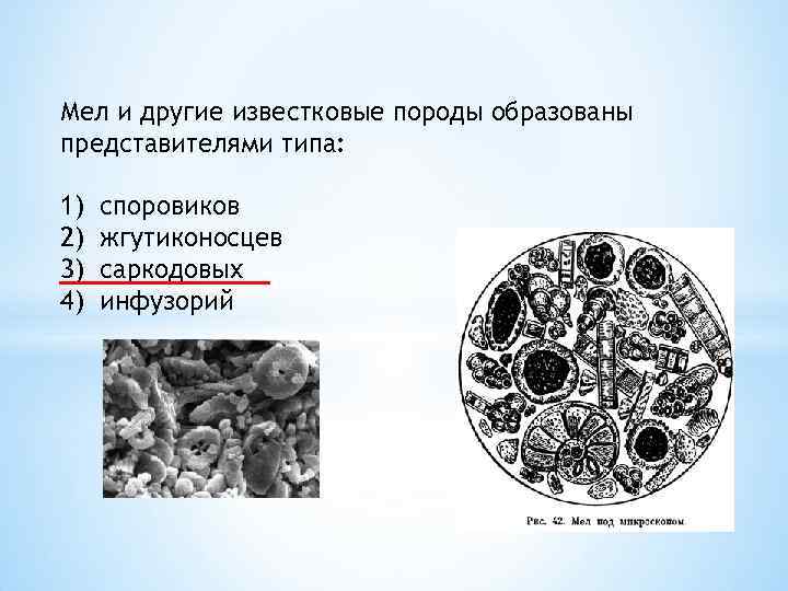 Мел и другие известковые породы образованы представителями типа: 1) 2) 3) 4) споровиков жгутиконосцев