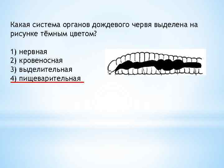 Схема какой системы органов животных показана на рисунке 3 пищеварительная выделительная