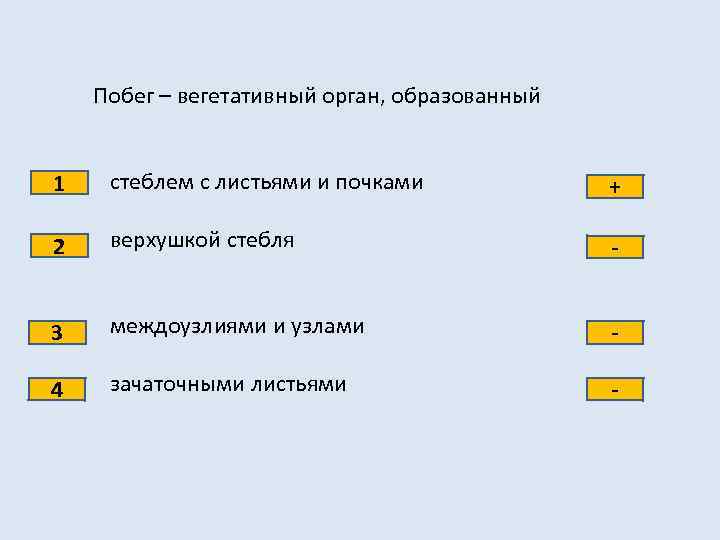 Побег – вегетативный орган, образованный + 2 стеблем с листьями и почками верхушкой стебля