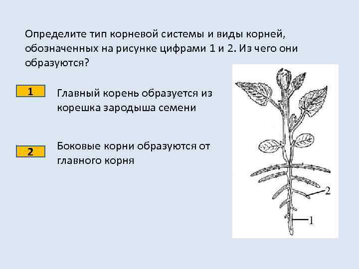 Определите тип корневой системы и виды корней, обозначенных на рисунке цифрами 1 и 2.