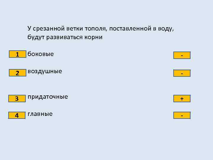 У срезанной ветки тополя, поставленной в воду, будут развиваться корни 1 боковые - 2