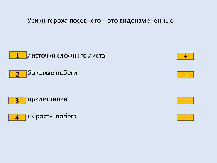 Усики гороха посевного – это видоизменённые 1 листочки сложного листа + 2 боковые побеги