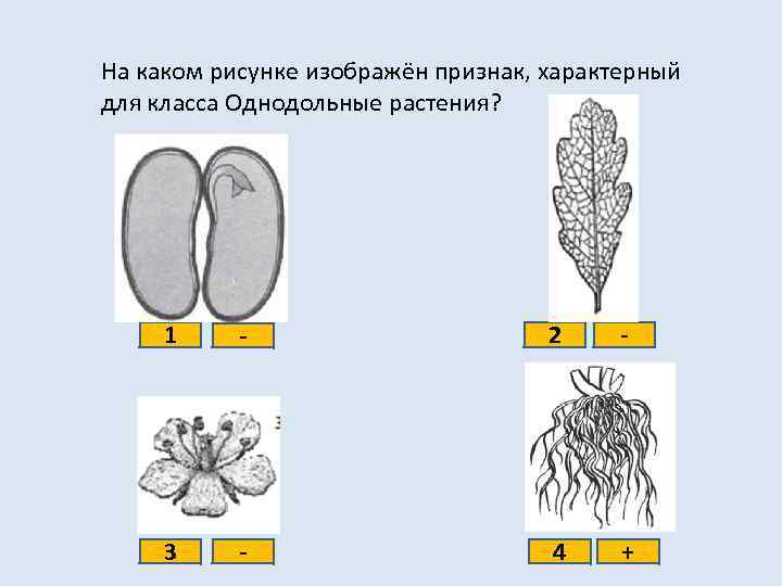 На каком рисунке изображён признак, характерный для класса Однодольные растения? 1 - 2 -