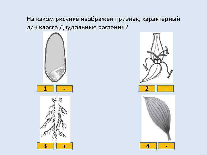 На каком рисунке изображён признак, характерный для класса Двудольные растения? 1 - 2 -