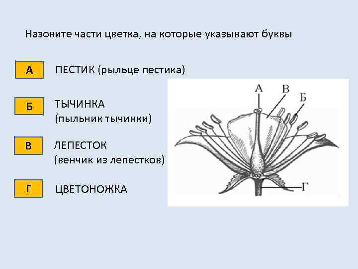 Назовите части цветка, на которые указывают буквы А ПЕСТИК (рыльце пестика) Б ТЫЧИНКА (пыльник