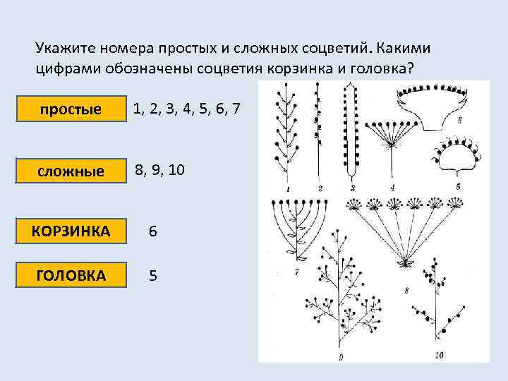 Укажите номера простых и сложных соцветий. Какими цифрами обозначены соцветия корзинка и головка? простые