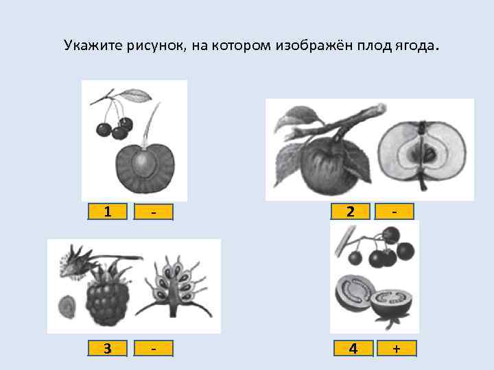 Укажите рисунок, на котором изображён плод ягода. 1 - 2 - 3 - 4