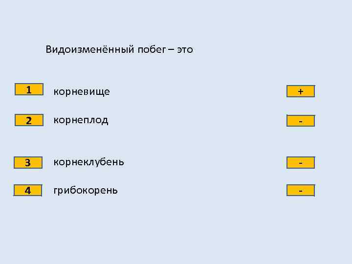 Видоизменённый побег – это 1 корневище + 2 корнеплод - 3 корнеклубень - 4