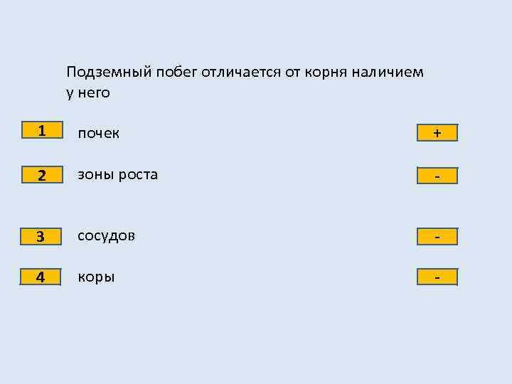 Подземный побег отличается от корня наличием у него 1 почек + 2 зоны роста