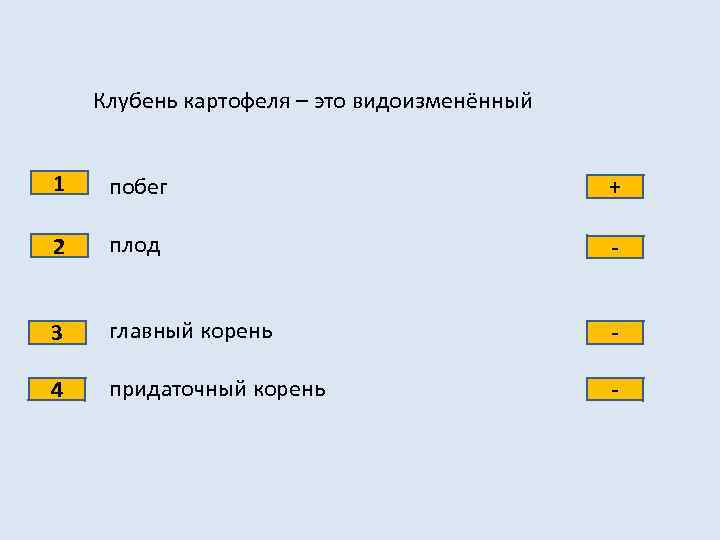 Клубень картофеля – это видоизменённый 1 побег + 2 плод - 3 главный корень