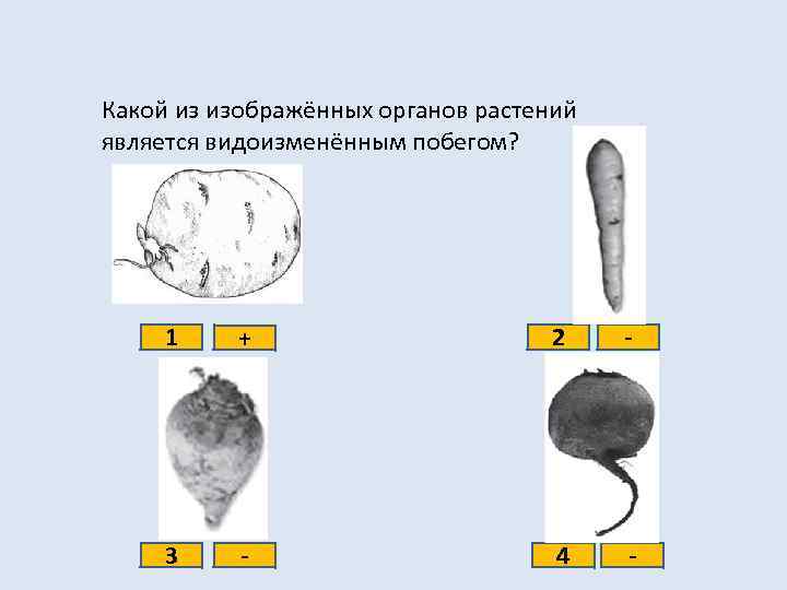 Какой из изображённых органов растений является видоизменённым побегом? 1 + 2 - 3 -