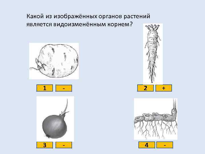 Какой из изображённых органов растений является видоизменённым корнем? 1 - 2 + 3 -