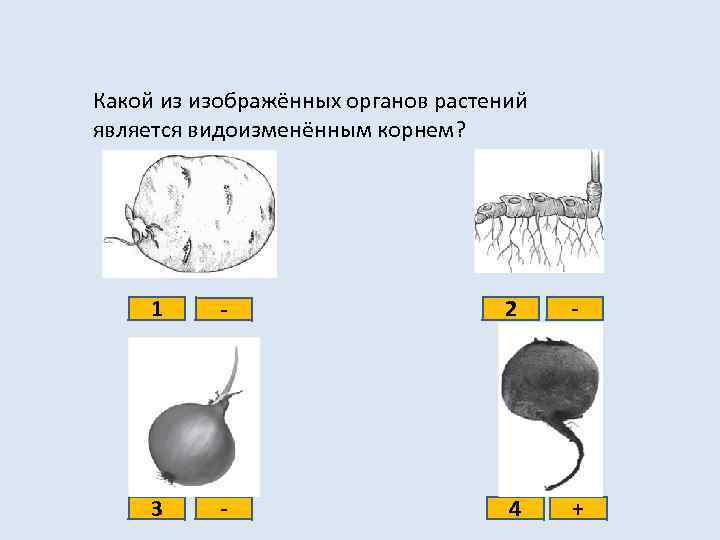 Какой из изображённых органов растений является видоизменённым корнем? 1 - 2 - 3 -