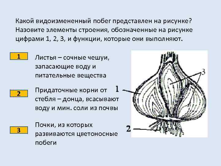 Какой видоизмененный побег представлен на рисунке? Назовите элементы строения, обозначенные на рисунке цифрами 1,