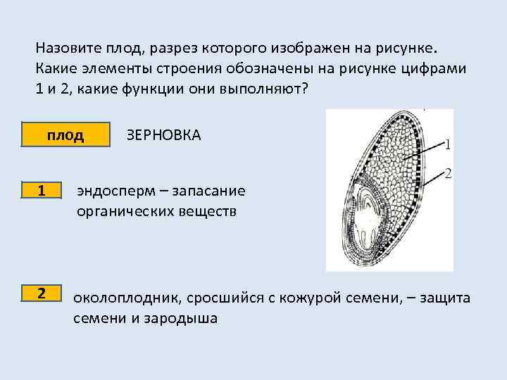 Назовите плод, разрез которого изображен на рисунке. Какие элементы строения обозначены на рисунке цифрами