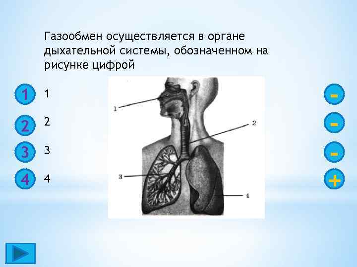 Газообмен осуществляется в органе дыхательной системы, обозначенном на рисунке цифрой 1 1 2 2