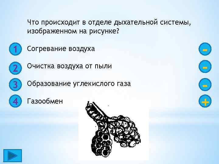 Согревание воздуха в дыхательных путях происходит благодаря тому что их стенки