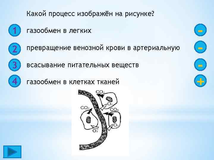 Какой процесс изображён на рисунке? 1 газообмен в легких 2 превращение венозной крови в